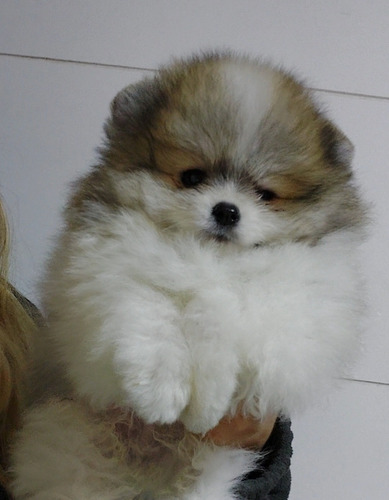 Cachorros De Pomerania 2.5 Meses