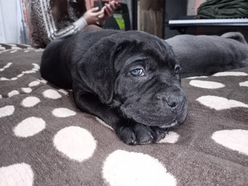 Cane Corso (cachorros Disponibles)