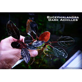 Bucephalandra Dark Achilis 