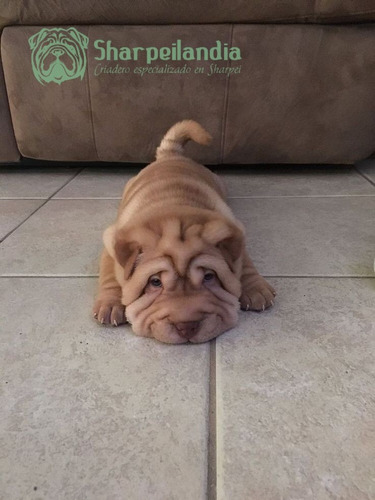 Cachorro Sharpei Leonado 07