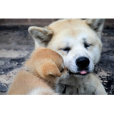 Akita Inu Os Maravilhosos Filhotes 