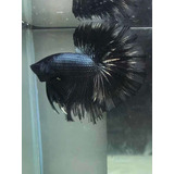 Betta De Linhagem Black Cooper Lt Hm L. Importada - Macho