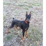 Cachorros Doberman Con Pedigree Perros Puppy Pet Can