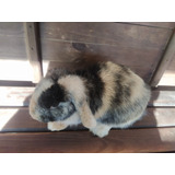 Mini Lop Linhagem Uruguaia 