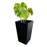 Planta Monstera Costilla De Adan Con Maceta Piramidal 50cm