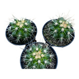 Echinocactus Grusonii (poltrona De Sogra) Grande 30 Cm Circ.