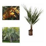 Palmeira Butiá Frutífera E Ornamental 10 Mudas 10 A 35 Cm