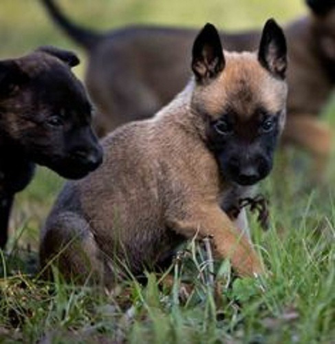 Perros Pastor Belga Malinois Cachorros Disponibles!!