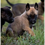 Perros Pastor Belga Malinois Cachorros Disponibles!!