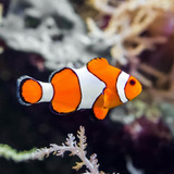 Pez Marino - Nemo - Ocellaris - Oceanlife.arg