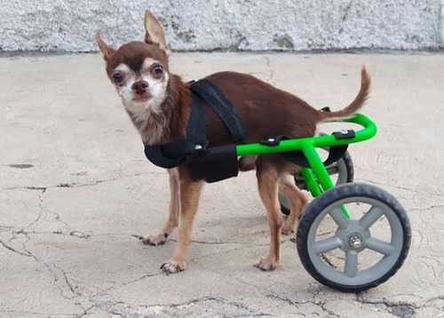 Turbo Can Carrito Para Mascotas Raza Pequeña 