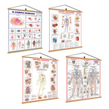 4 Mapas Banner: Corpo Humano, Sistema Circulatório, Sistema Esquelético, Sistema Linfático - Medicina Anatomia