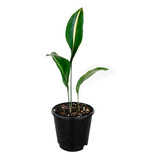 Aspidistra Elatior 'variegata' Planta Orejas De Burro 15cm