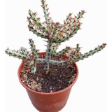 Euphorbia Aeruginosa