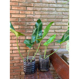 Philodendron Longifolia (filodendro Longifolio) ~oportunidad
