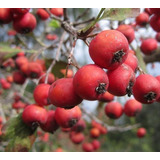 Sementes Crataegus Azarolus Planta Coração Hawthorn P/ Mudas