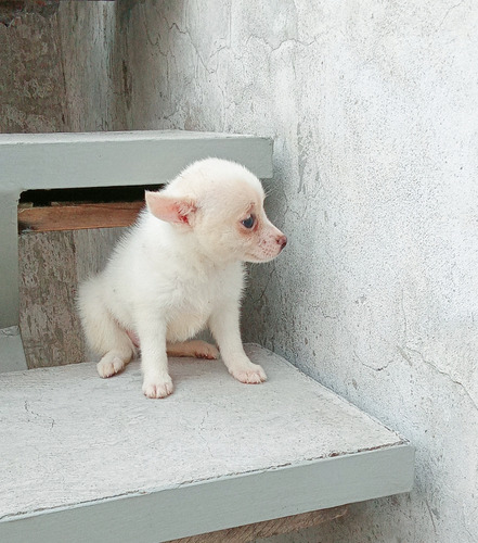 Preciosa Chihuahua Mini Pelo Largo De 2 Meses En Puebla 