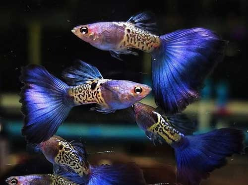 Guppy Metal Blue Tail - Trio ( 1 Macho 2 Fêmeas)