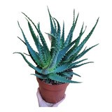 Sabila Arborescens , Sabila Pulpo , Aloe Arborescente , 25cm