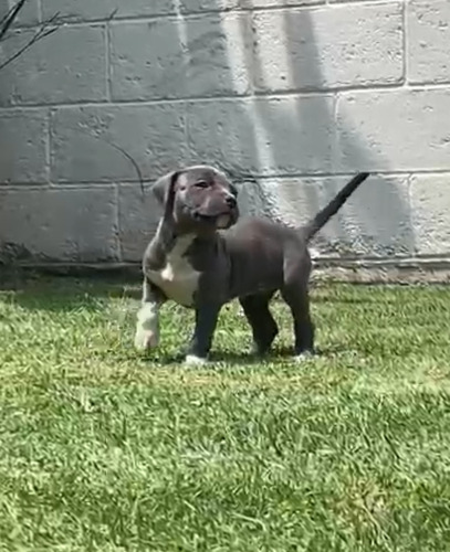 American Staffordshire Terrier Blue No Pit/bully Azul