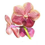 Vanda Jairak Brown