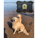 Cachorros Golden Pureza Real - Criadero Estancia Del Mar