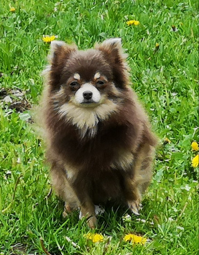 Brillante Pomerania Gran Pedigri Chip Garantía Dvida 9