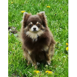 Brillante Pomerania Gran Pedigri Chip Garantía Dvida 9