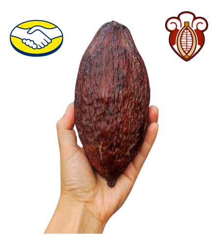 Mazorca De Cacao Seca. 