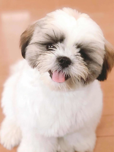 Cachorros Shih Tzu Aptos Para Pedigree Internacional Aekc