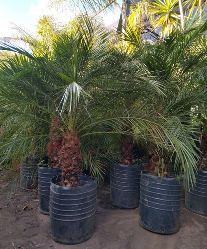 Palmera Phoenix Para Exteriores, En Envases 30 Litros.