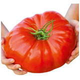 Sementes Tomate Gaúcho Topseed