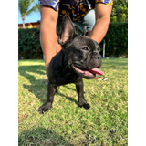 Cachorros Perros Bulldog Frances