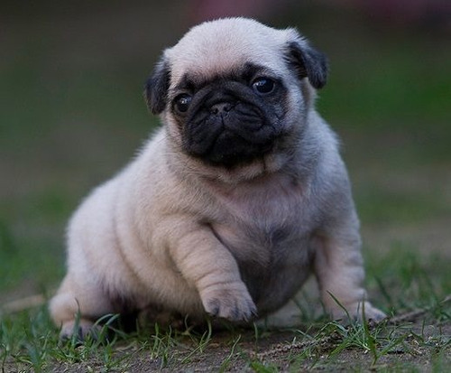 Cachorro Pug Carlino 0018