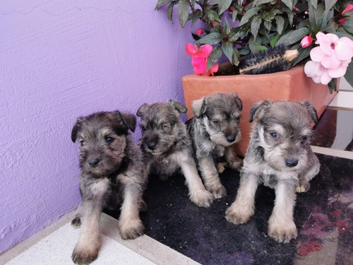 Precio Especial Schnauzer Mini Oferta