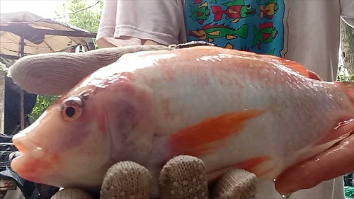 25 Alevines De Tilapia Roja