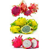 Mudas De Pitaya Kit 8 Mudas Com 7 Variedades E Três Cores