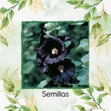 15 Semillas Flor Malva Real + Obsequio Germinación