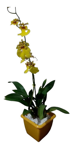 Orquídeas Adulta No Vaso Com Flores