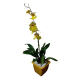 Orquídeas Adulta No Vaso Com Flores