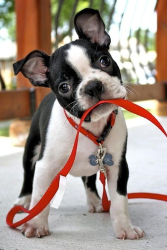 Boston Terrier Pequeño Musculoso