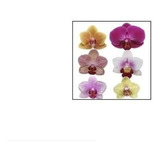 5 Orquídeas Phalaenopsis Pré Adultas (pacote)