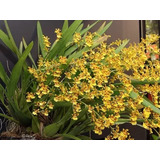 Oncidium Y Dendrobium Y Plantas Con Envio