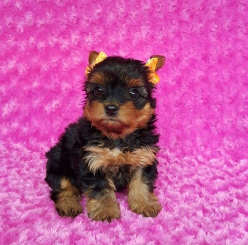 Yorkshire Terrier Mini Macho Yorki Sede Cali Medellin