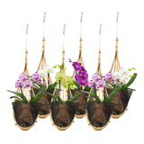 Lanccona Macetero Colgante De Orquídea De 5 Pulgadas Paquete