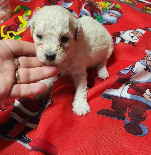 Cachorros Poodle Toy Enanitos