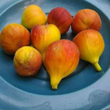 1 Arbolito De Higo  Miel De Siria  Color Naranja Frutal Raro