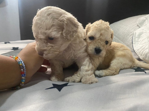 Lindos Poodle Miniatura