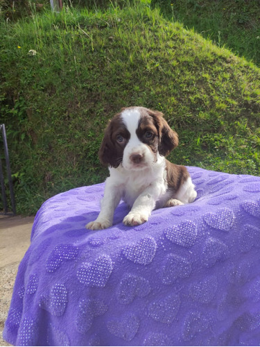 Cachorro Springer Spaniel 