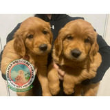 Golden Cachorros Sanos, Experiencia Y Seriedad En La Raza